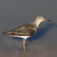 Solitary Sandpiper